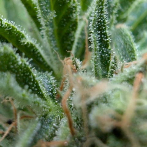 Apple Fritter Auto - Outdoor - BioTabs & Kompost growlog timeline photo