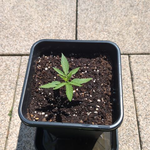 Grape Ape F1 Auto - Outdoor growlog timeline photo