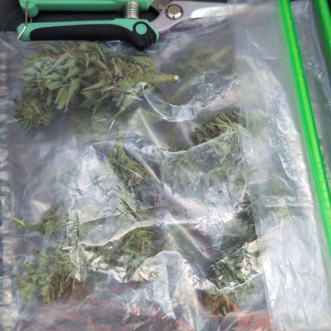 Apple Fritter Auto - Outdoor - BioTabs & Kompost growlog timeline photo