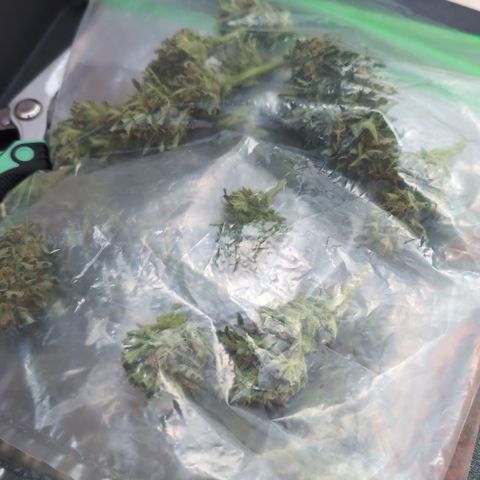Apple Fritter Auto - Outdoor - BioTabs & Kompost growlog timeline photo