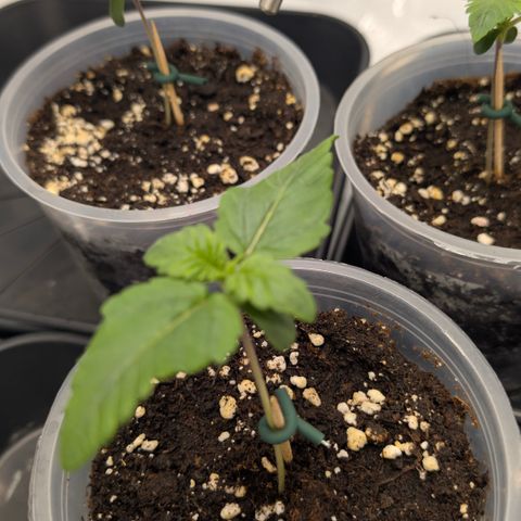 Frozen Black Cherry - 3 Pflanzen  growlog timeline photo