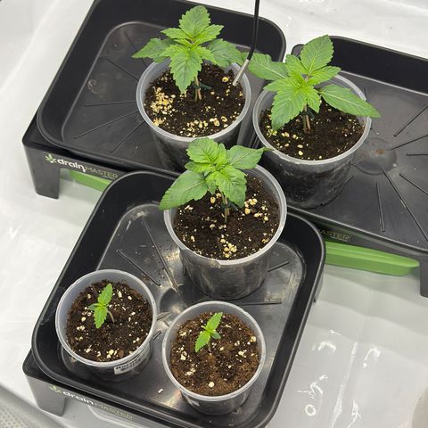 Frozen Black Cherry - 3 Pflanzen  growlog timeline photo