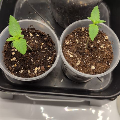 Gorilla Cookies Auto - 2 Pflanzen  growlog timeline photo