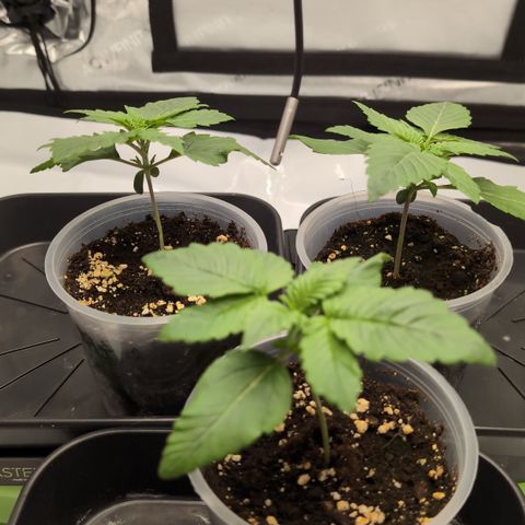Frozen Black Cherry - 3 Pflanzen  growlog timeline photo