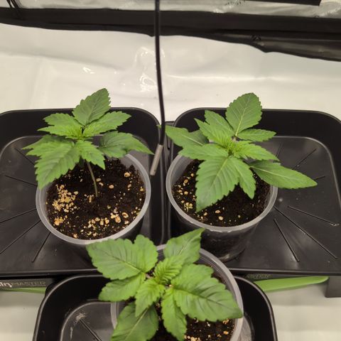 Frozen Black Cherry - 3 Pflanzen  growlog timeline photo