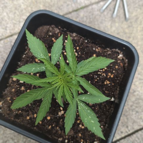 Grape Ape F1 Auto - Outdoor growlog timeline photo