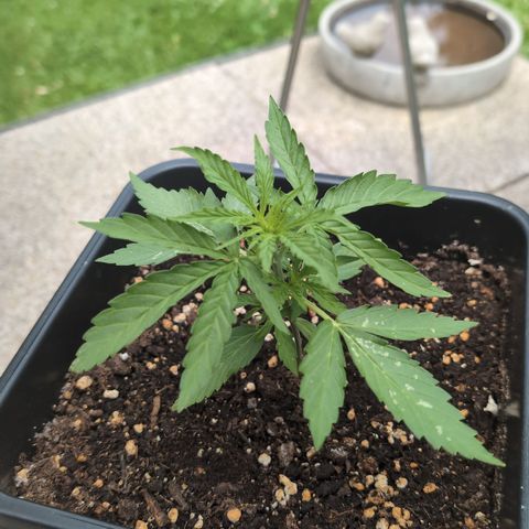 Grape Ape F1 Auto - Outdoor growlog timeline photo