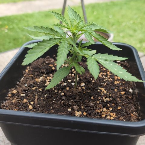 Grape Ape F1 Auto - Outdoor growlog timeline photo