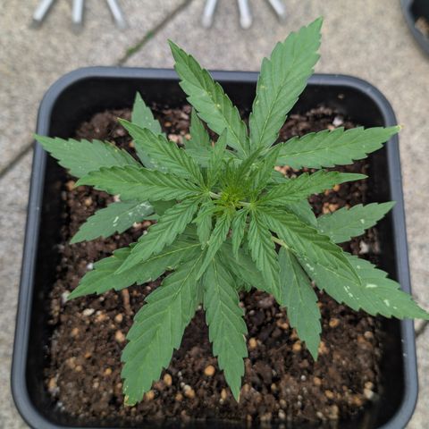 Grape Ape F1 Auto - Outdoor growlog timeline photo