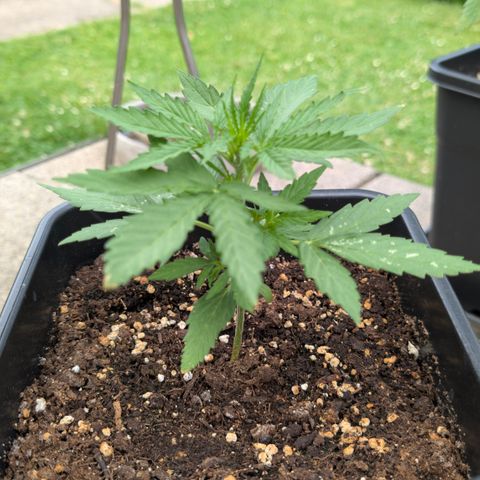 Grape Ape F1 Auto - Outdoor growlog timeline photo