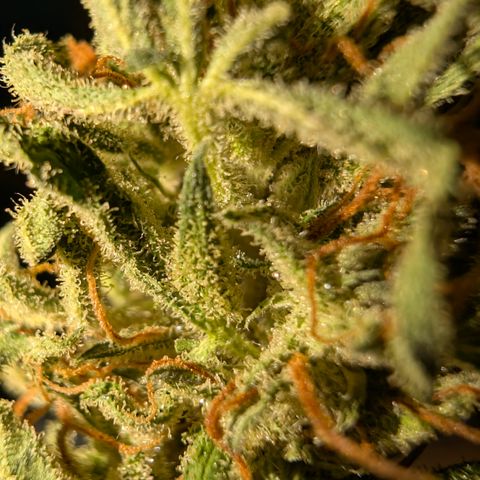 Apple Fritter Auto - Outdoor - BioTabs & Kompost growlog timeline photo