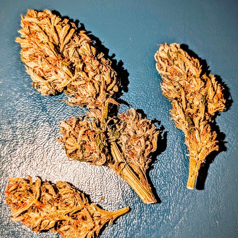Apple Fritter Auto - Outdoor - BioTabs & Kompost growlog timeline photo