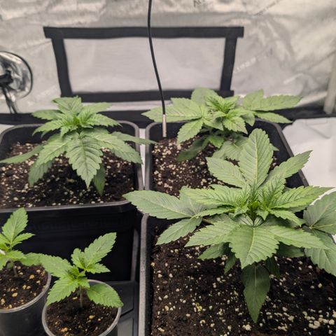 Gorilla Cookies Auto - 2 Pflanzen  growlog timeline photo