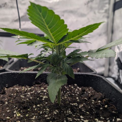 Frozen Black Cherry - 3 Pflanzen  growlog timeline photo