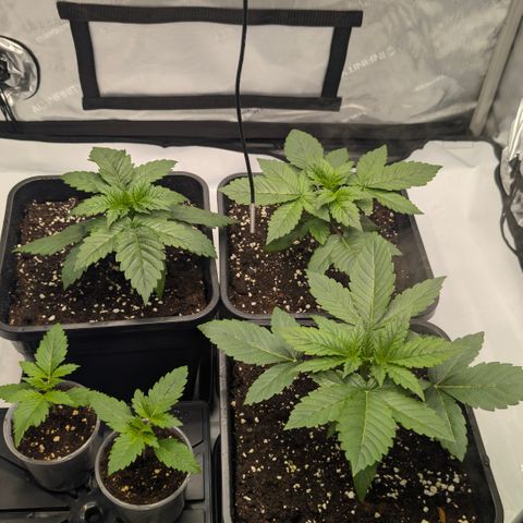 Frozen Black Cherry - 3 Pflanzen  growlog timeline photo