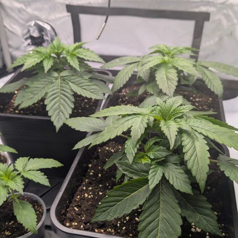 Frozen Black Cherry - 3 Pflanzen  growlog timeline photo