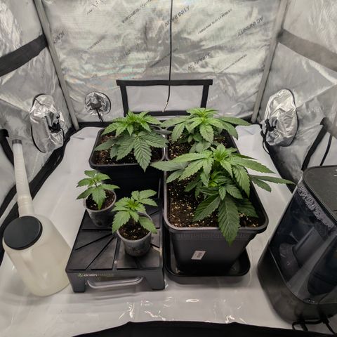 Frozen Black Cherry - 3 Pflanzen  growlog timeline photo