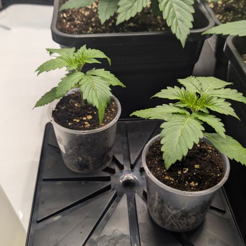 Gorilla Cookies Auto - 2 Pflanzen  growlog timeline photo