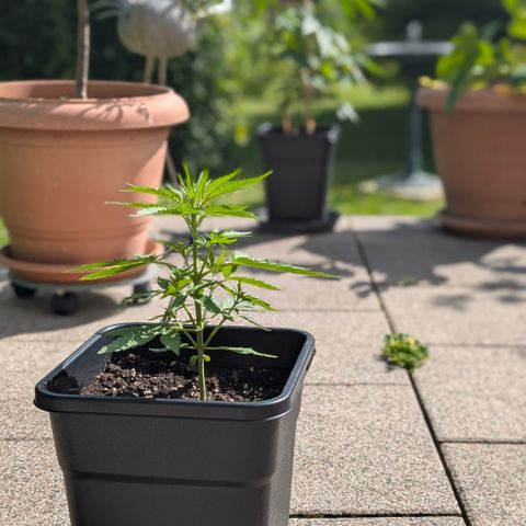 Grape Ape F1 Auto - Outdoor growlog timeline photo
