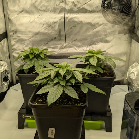 Frozen Black Cherry - 3 Pflanzen  growlog photo: Heute hochgebockt