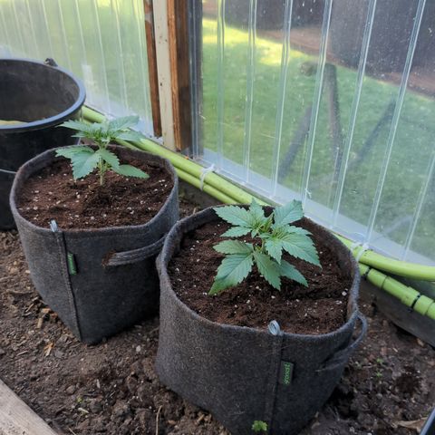 Gorilla Cookies Auto - 2 Pflanzen  growlog photo: umgetopft in 8,5L Stofftöpfe 