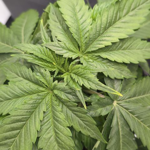 Frozen Black Cherry - 3 Pflanzen  growlog photo: Spitzen mit Lichtstress 