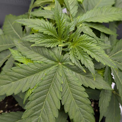 Frozen Black Cherry - 3 Pflanzen  growlog timeline photo