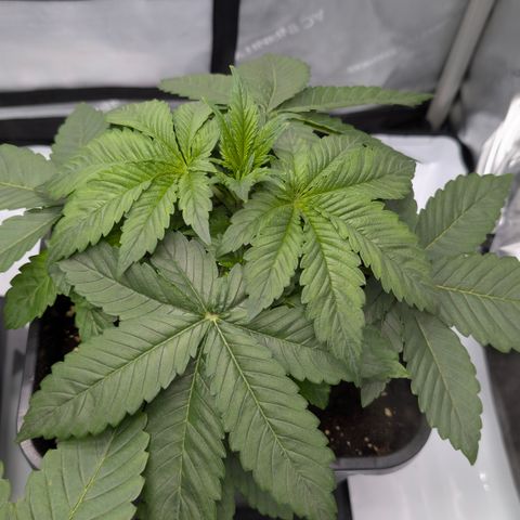 Frozen Black Cherry - 3 Pflanzen  growlog timeline photo