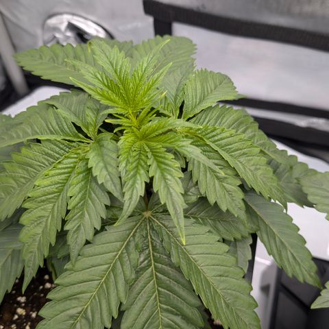 Frozen Black Cherry - 3 Pflanzen  growlog timeline photo