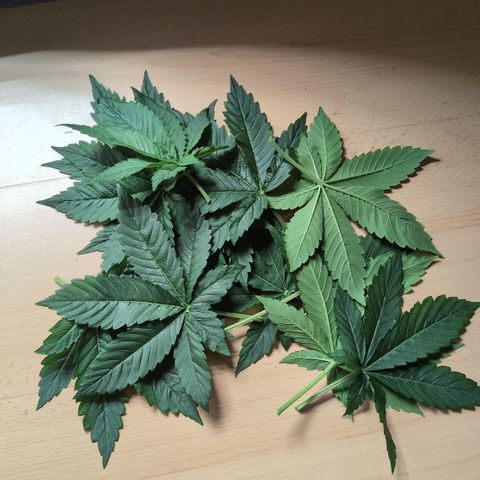 Frozen Black Cherry - 3 Pflanzen  growlog timeline photo
