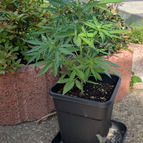 Grape Ape F1 Auto - Outdoor growlog timeline photo