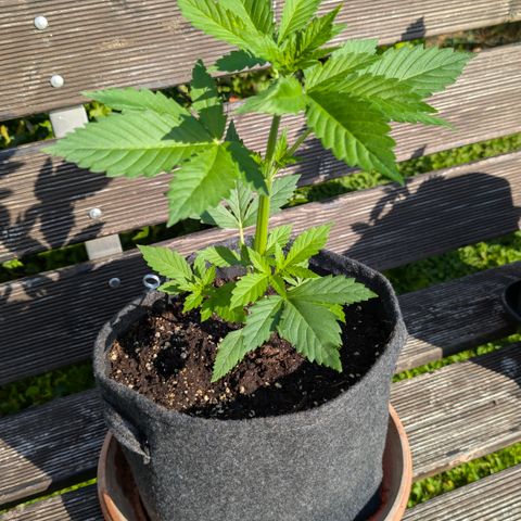 Gorilla Cookies Auto - 2 Pflanzen  growlog timeline photo