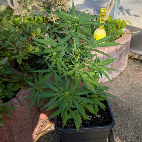 Grape Ape F1 Auto - Outdoor growlog timeline photo