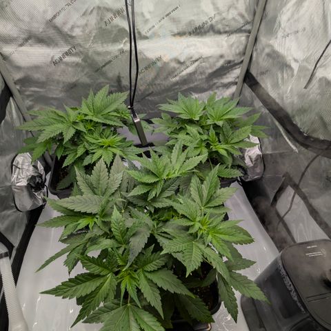Frozen Black Cherry - 3 Pflanzen  growlog timeline photo