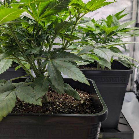 Frozen Black Cherry - 3 Pflanzen  growlog timeline photo