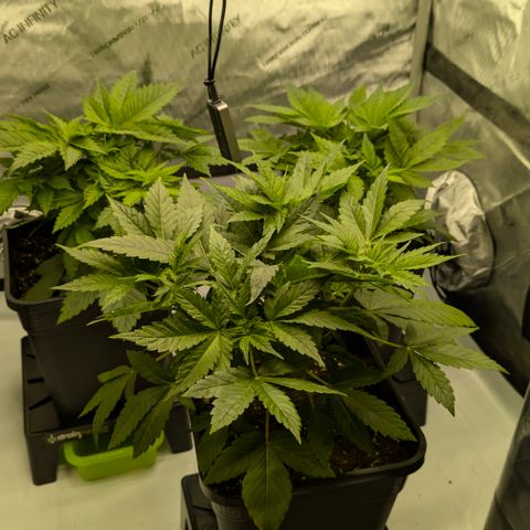 Frozen Black Cherry - 3 Pflanzen  growlog timeline photo