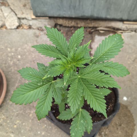 Gorilla Cookies Auto - 2 Pflanzen  growlog timeline photo