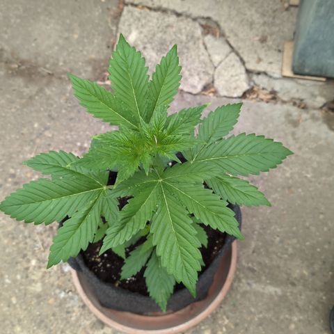 Gorilla Cookies Auto - 2 Pflanzen  growlog timeline photo