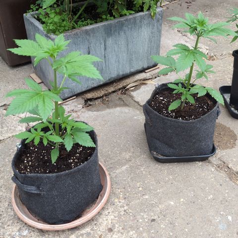 Gorilla Cookies Auto - 2 Pflanzen  growlog timeline photo