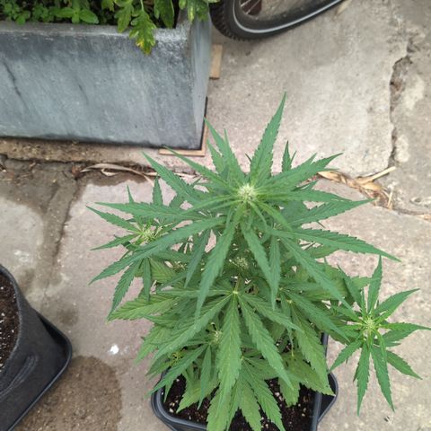 Grape Ape F1 Auto - Outdoor growlog timeline photo