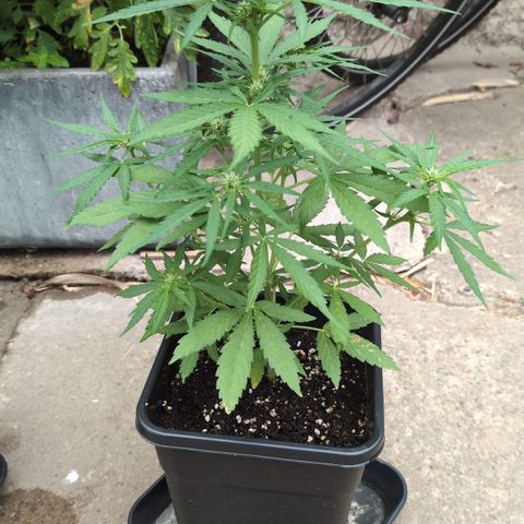 Grape Ape F1 Auto - Outdoor growlog timeline photo