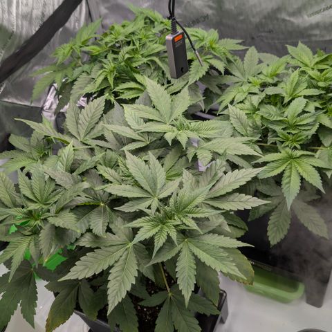 Frozen Black Cherry - 3 Pflanzen  growlog timeline photo