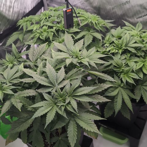 Frozen Black Cherry - 3 Pflanzen  growlog timeline photo