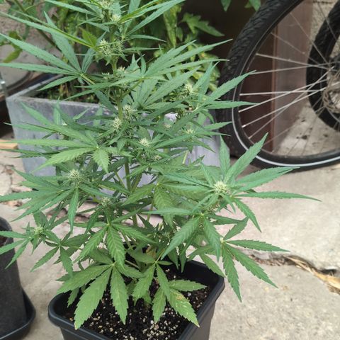 Grape Ape F1 Auto - Outdoor growlog timeline photo