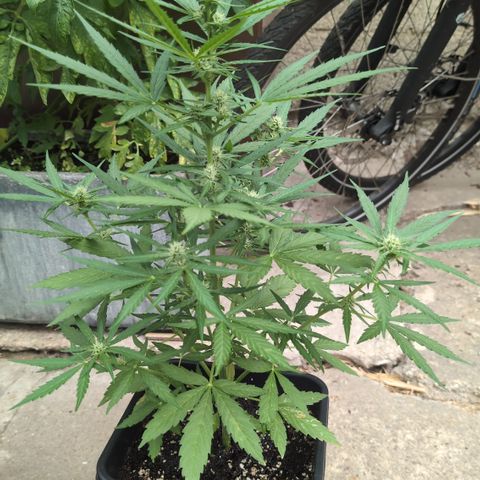 Grape Ape F1 Auto - Outdoor growlog timeline photo