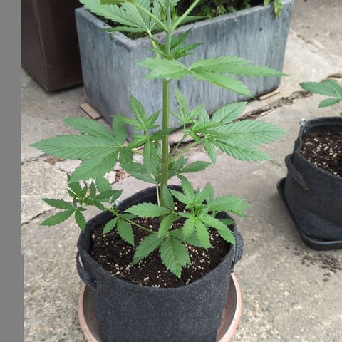 Gorilla Cookies Auto - 2 Pflanzen  growlog timeline photo
