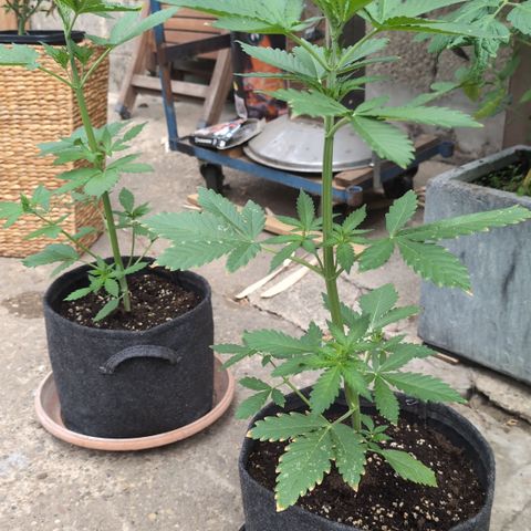 Gorilla Cookies Auto - 2 Pflanzen  growlog timeline photo