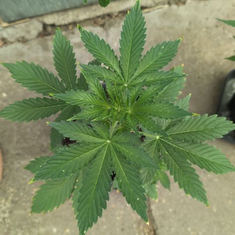 Gorilla Cookies Auto - 2 Pflanzen  growlog timeline photo
