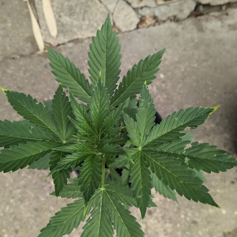 Gorilla Cookies Auto - 2 Pflanzen  growlog timeline photo