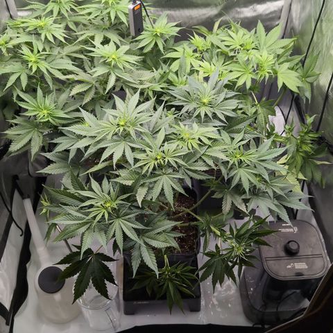Frozen Black Cherry - 3 Pflanzen  growlog timeline photo